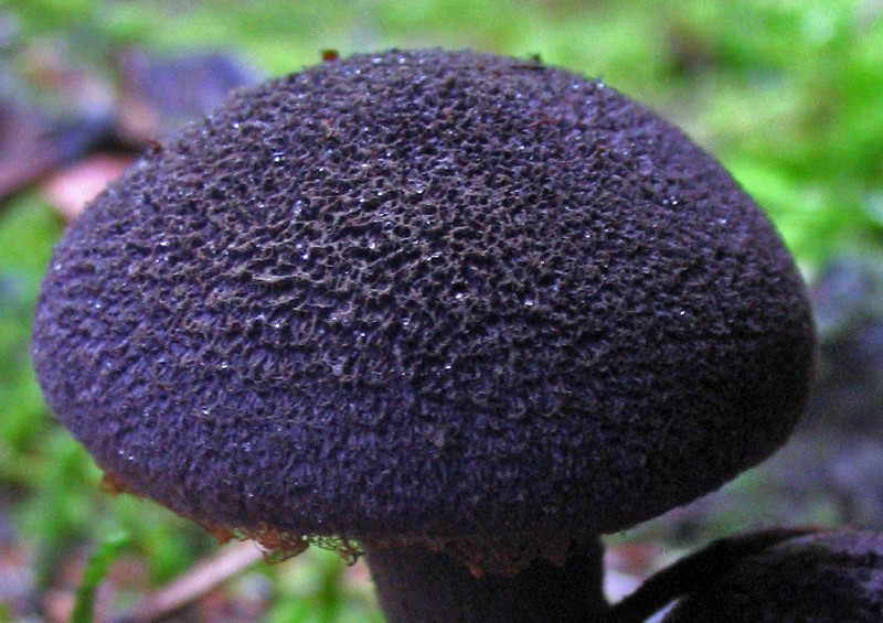 Cortinarius violaceus